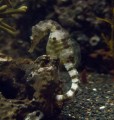 0408-1320 Melbourne aquarium (4085113)